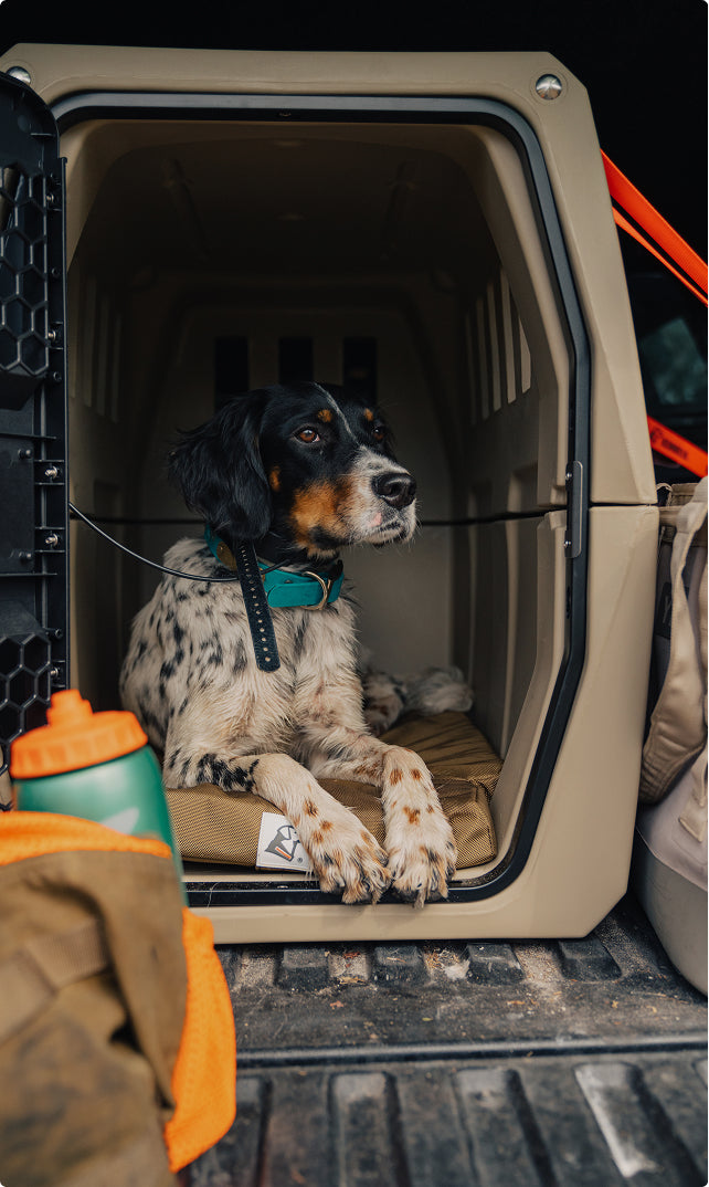 A black and white dog with a collar sits inside a beige dog crate in the back of a vehicle, surrounded by outdoor gear and an orange water bottle beside the crate.