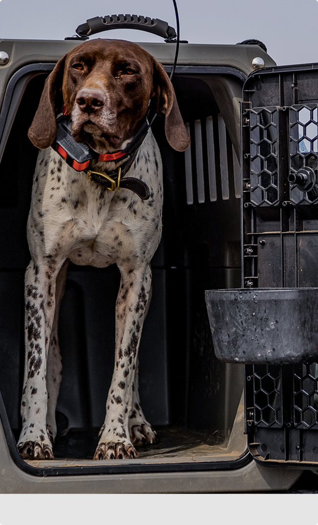 A brown and white spotted working dog wearing a collar stands inside an open plastic dog crate, looking alert with its head slightly tilted. The kennel door is open and there is a dish attached to it.