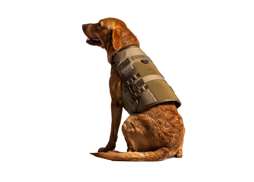 A brown hunting dog sits sideways, wearing a tan and green tactical vest, against a plain white background—ready for action outside the kennel.