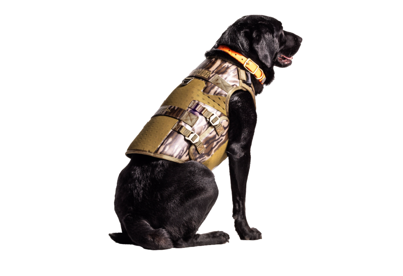 A black hunting dog wearing an orange collar and a camouflage-patterned protective vest sits facing slightly to the right against a white background, ready for adventure in its outdoor gear.