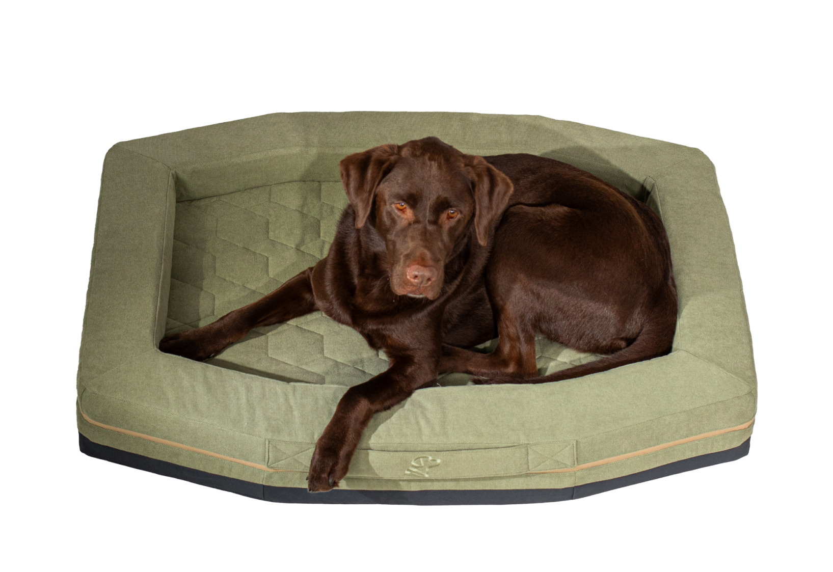 A chocolate Labrador retriever, a loyal working dog, lies comfortably on a green, rectangular dog bed with raised edges, looking up toward the camera. The background is plain white.