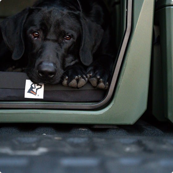 A black Labrador hunting dog lies down inside a green crate, resting its head and paws on the edge while looking out with gentle, soulful eyes.