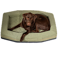 A chocolate Labrador retriever is lying comfortably in a rectangular, light green dog bed, looking up at the camera inside a cozy dog kennel.