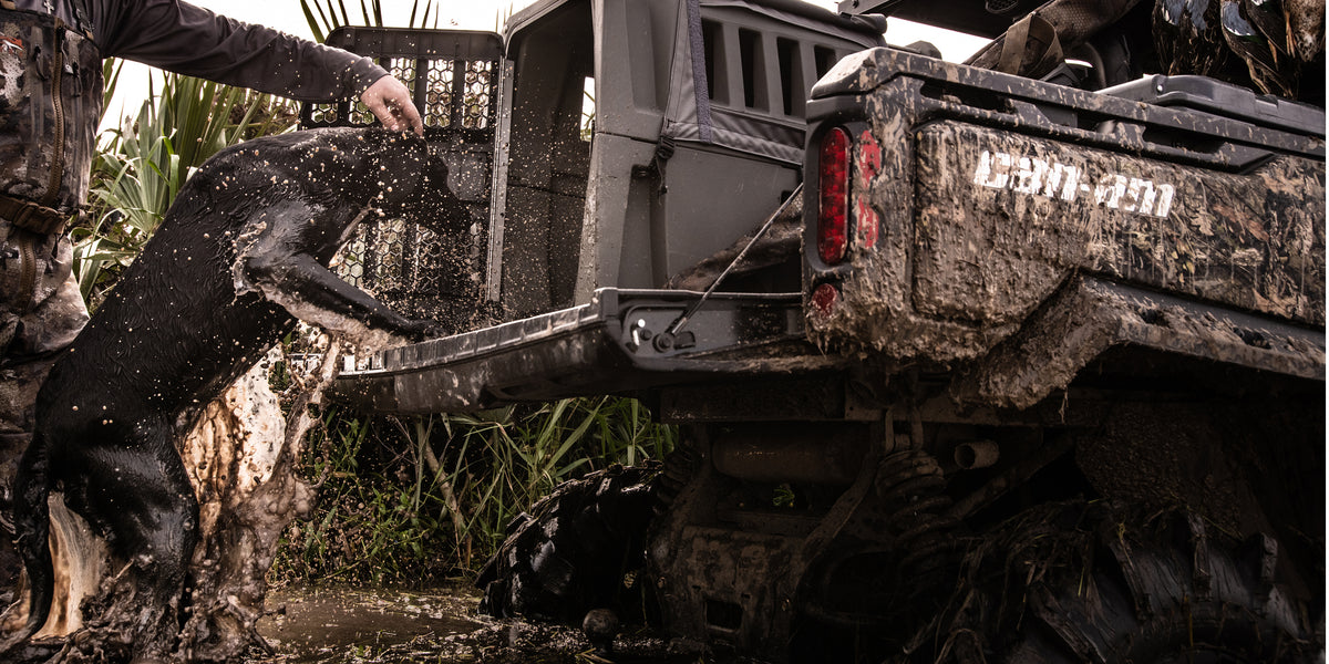 A muddy black hunting dog jumps into the back of a dirt-covered utility vehicle, guided by a person’s hand, with tall grass and water splashing around them.