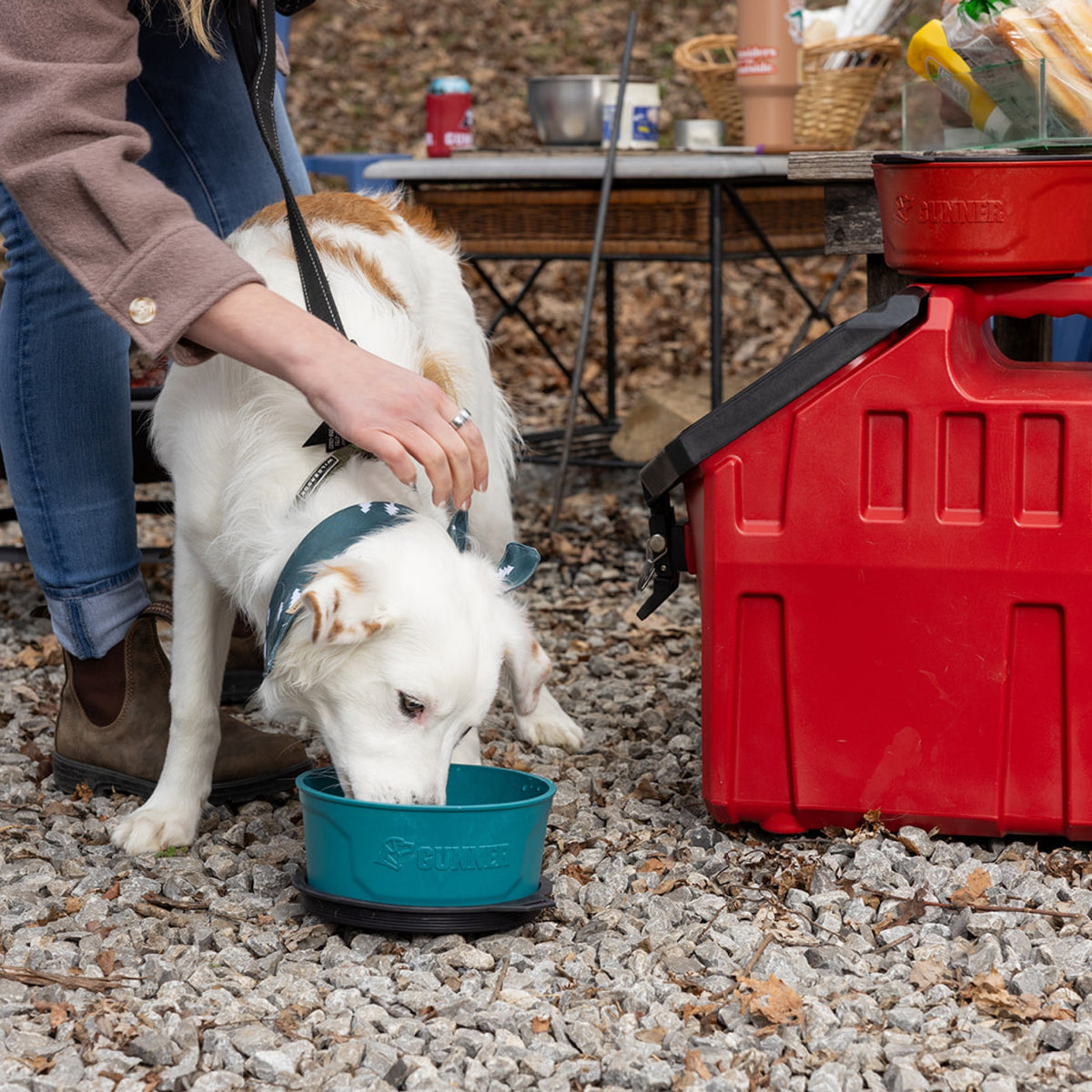 A white dog with a blue collar drinks from a GUNNER DOG BOWL - Teal by GUNNER on gravel as a person gently pets it. Camping supplies and a red container appear in the background.