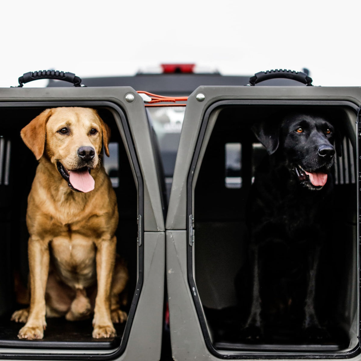 Two dogs, one yellow and one black, sit alert and content in separate GUNNER G1™ KENNEL - GUNMETAL crates in the back of a vehicle with open doors, tongues out.