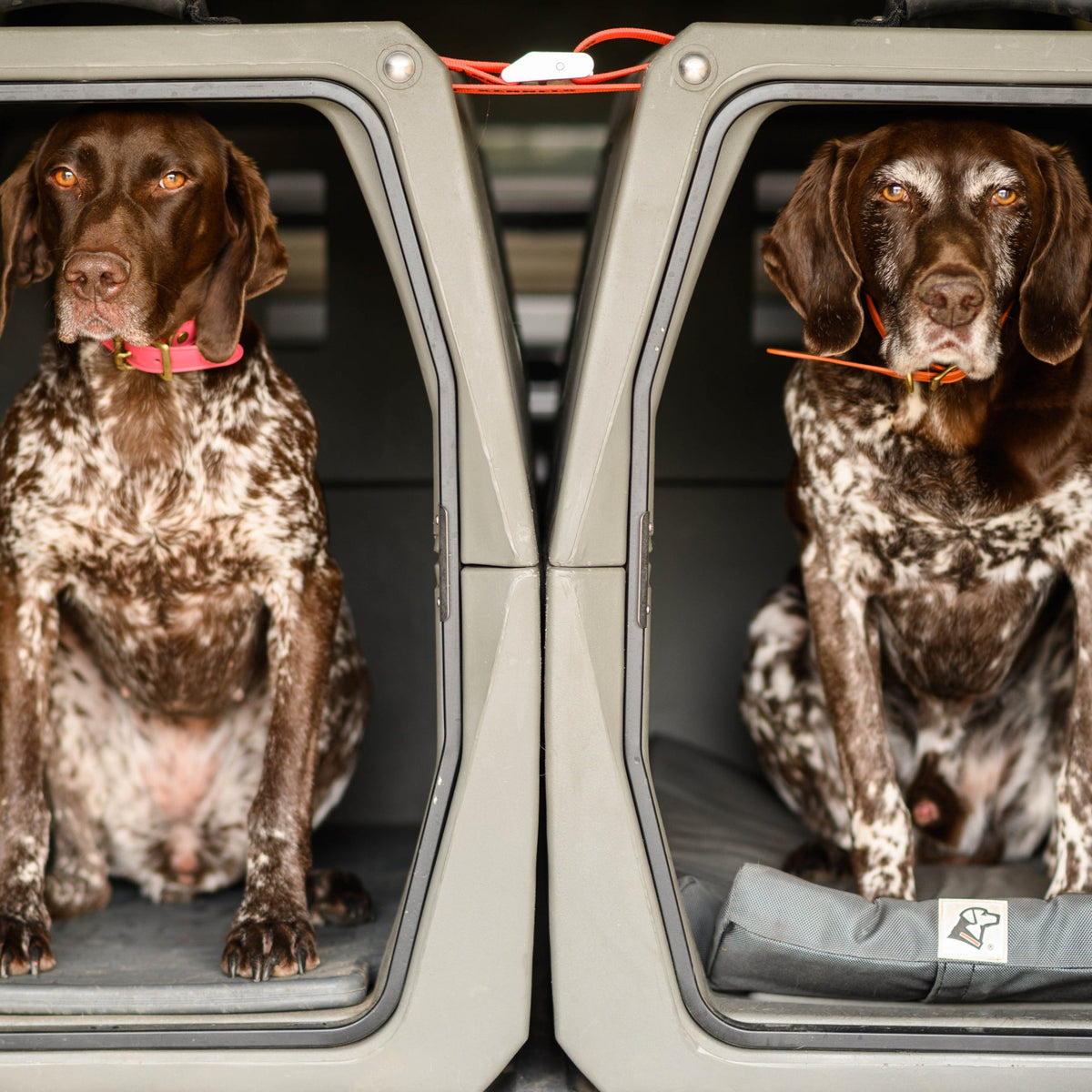 Two brown and white spotted dogs with collars sit separately inside adjacent GUNNER G1™ KENNEL - TAN crates, looking out through the open doors of the safest dog crate designed for optimal shock protection.