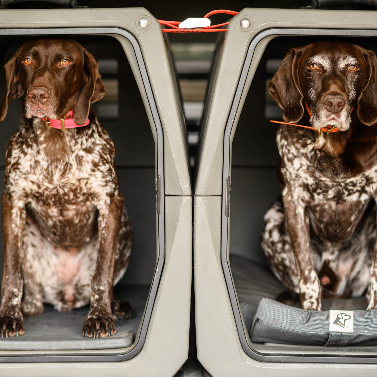 Two brown and white spotted dogs sit side by side in separate compartments of a GUNNER G1™ KENNEL - TAN, both wearing orange collars and looking forward with calm expressions.