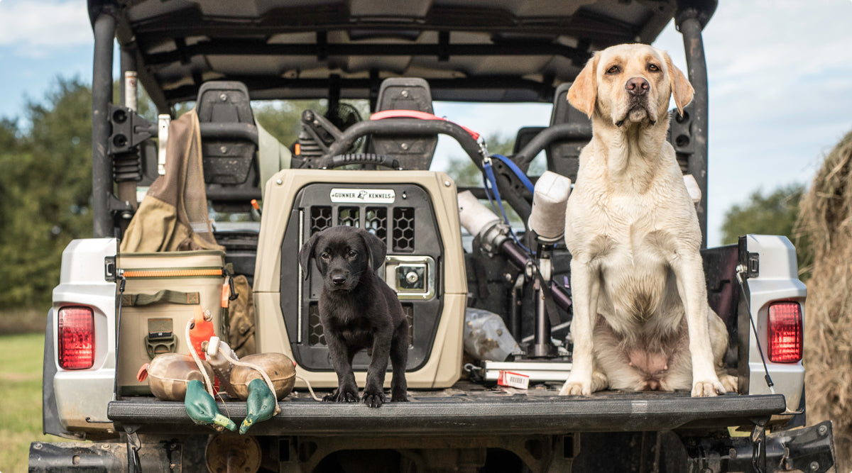 A yellow and a black hunting dog sit on the open tailgate of a vehicle loaded with outdoor gear, decoys, and a kennel, with grassy fields and trees stretching out in the background.