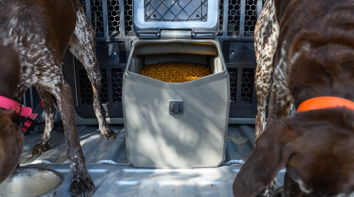 Two brown and white working dogs with collars stand on either side of a container of dry dog food inside a vehicle, their heads lowered as they eat or drink from bowls among outdoor gear.