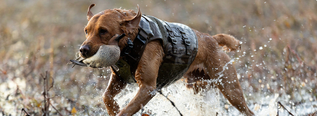 A brown hunting dog wearing a protective vest runs through shallow water, carrying a duck in its mouth while water splashes around its legs. The background is blurred, with tall grass and brush visible.