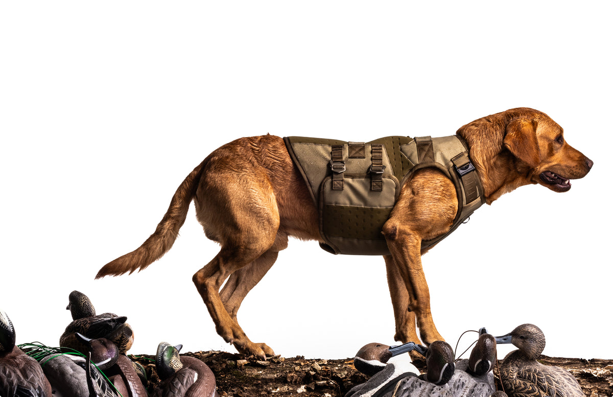 A brown hunting dog wearing a tactical vest stands on a surface scattered with duck decoys, isolated on a white background.