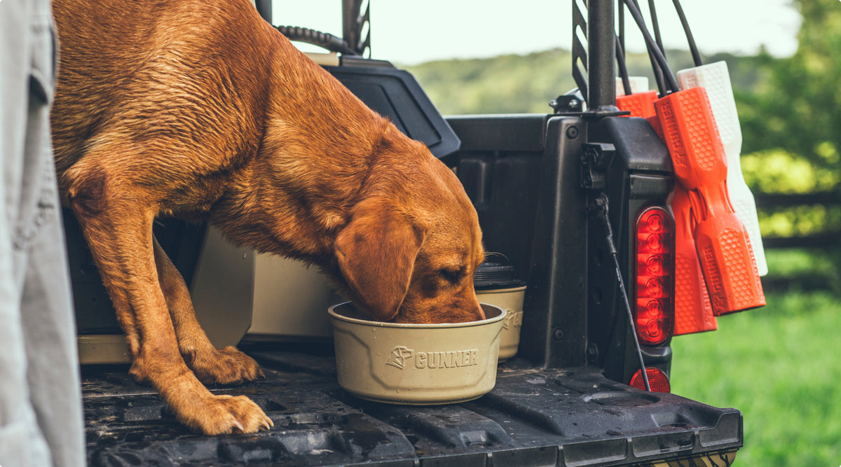 A wet brown working dog stands on the open tailgate of a vehicle, drinking from a tan bowl. Orange safety gear hangs nearby, and green trees are visible in the background.