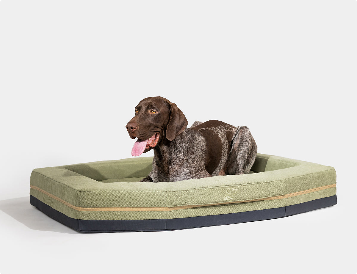 A brown and white dog with a short coat lies in a rectangular GUNNER HOMESTEAD DOG BED Treeline Green, featuring black trim. This durable bed combines comfort and style for pets. The background is plain white.
