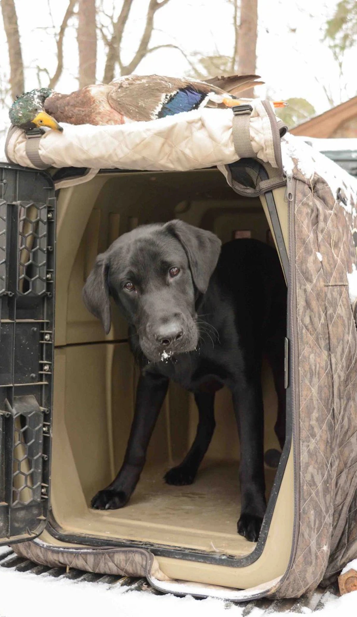 A black Labrador retriever, a true working dog, stands inside a kennel with its head tilted. The crate is outdoors with some snow on it, and two duck decoys rest on top.