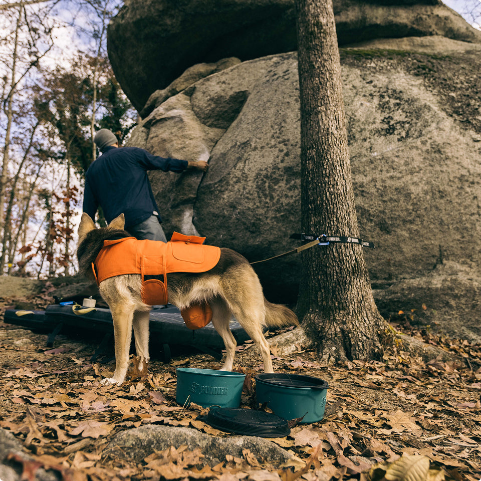 A hunting dog in an orange vest stands tethered to a tree at a rocky, wooded campsite while a person in a beanie prepares outdoor gear nearby. Camping equipment and fallen leaves cover the ground.