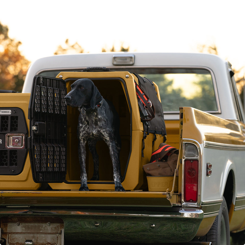 A black and white working dog stands inside a kennel on the bed of a vintage yellow and white pickup truck, with outdoor gear and bags nearby.