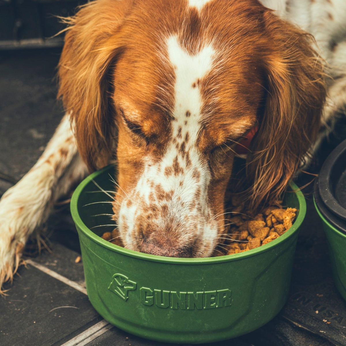 A brown and white spotted dog eats kibble from the GUNNER DOG BOWL - DUCK GREEN by GUNNER, looking relaxed and focused on its food.