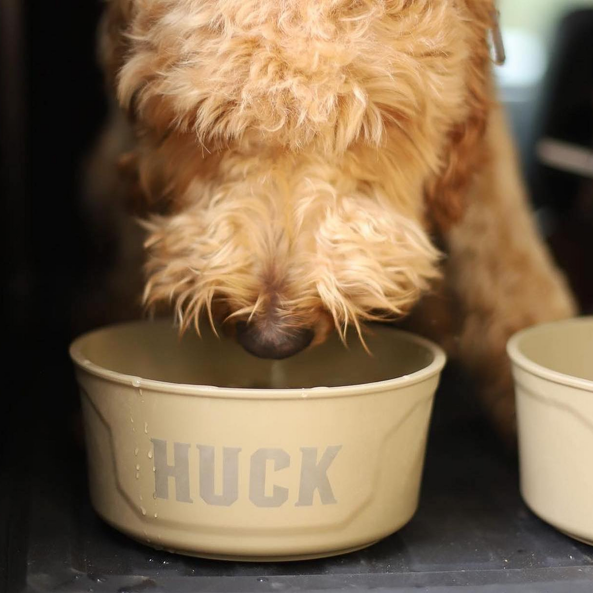 A curly-haired dog drinks from a beige bowl labeled HUCK, while another empty bowl sits beside it near the dog crate.