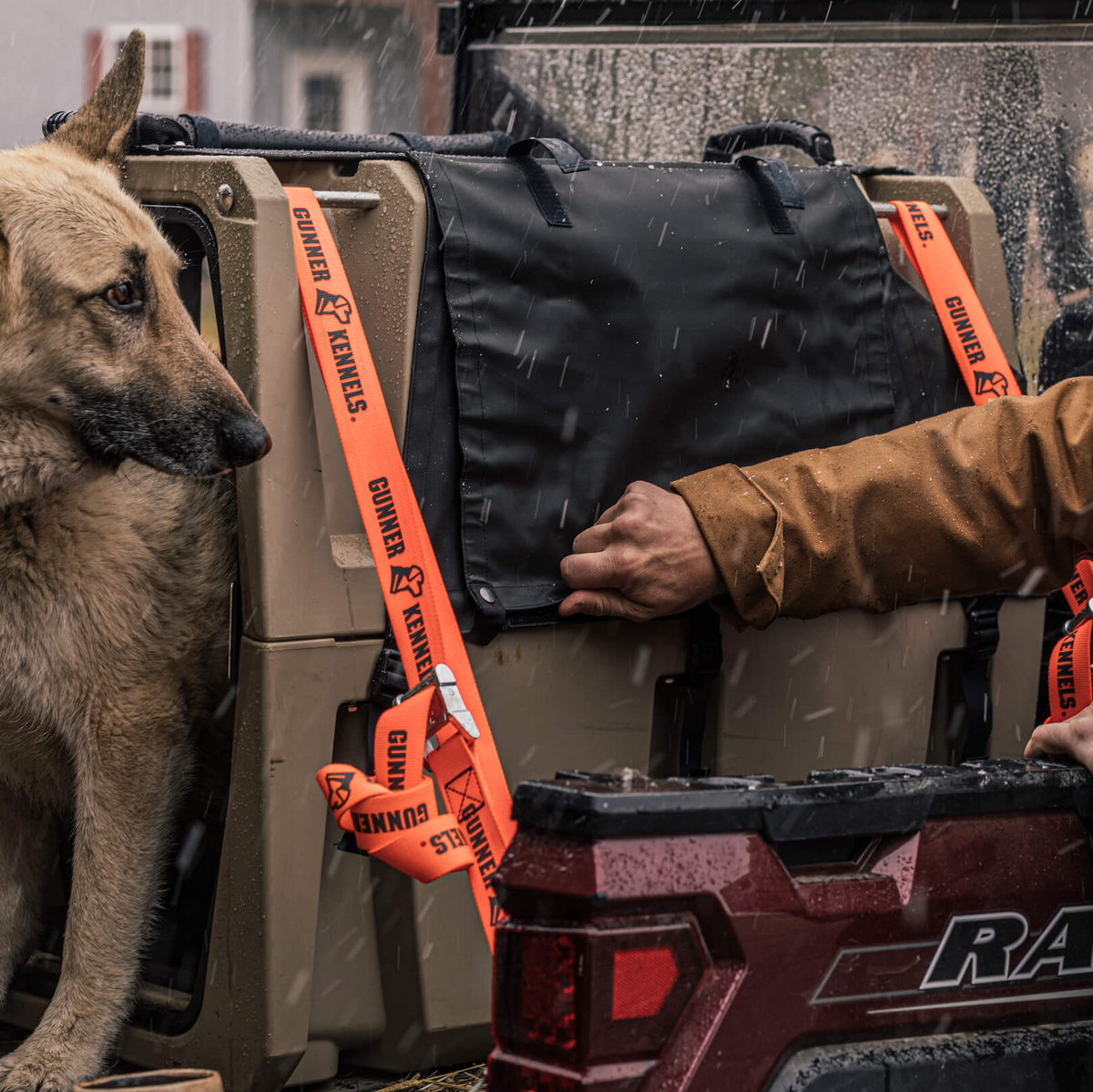 A large tan working dog stands in the back of a pickup truck next to a secured dog kennel, while a person in a brown jacket adjusts the kennel strap in the rain.