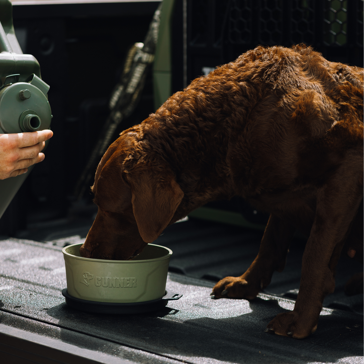 A curly-haired brown dog drinks from a GUNNER DOG BOWL - GUNNER GREEN with a spill-proof lid in the back of a truck as someone pours water into it from a green jug.
