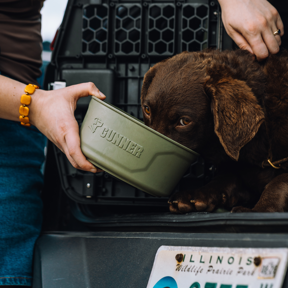 Someone holds a GUNNER DOG BOWL - GUNNER GREEN by GUNNER with a spill-proof lid for a brown dog drinking from it, sitting on the back of a vehicle with an Illinois license plate.