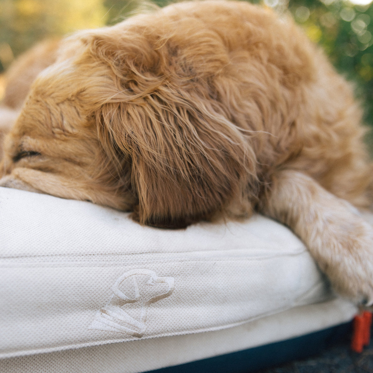 A fluffy golden dog sleeps with its head on the GUNNER HOMESTEAD DOG BED Oak, a cream-colored, durable bed featuring an embroidered dog head outline in the corner.