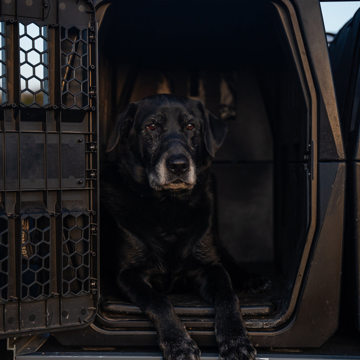 A large black dog with a gray face lies calmly in the open doorway of the GUNNER G1™ KENNEL - BLACK, looking ahead.
