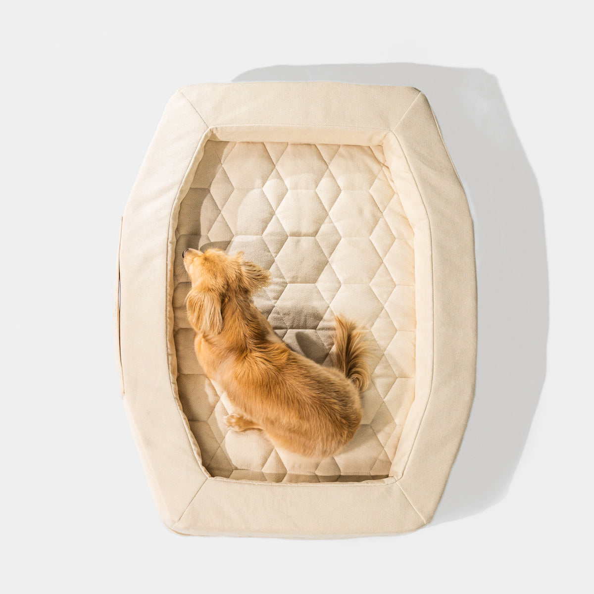 A small, light brown dog is curled up on the GUNNER HOMESTEAD DOG BED Oak, a durable, easy-to-clean beige bed with a geometric stitched pattern, viewed from above against a light background.