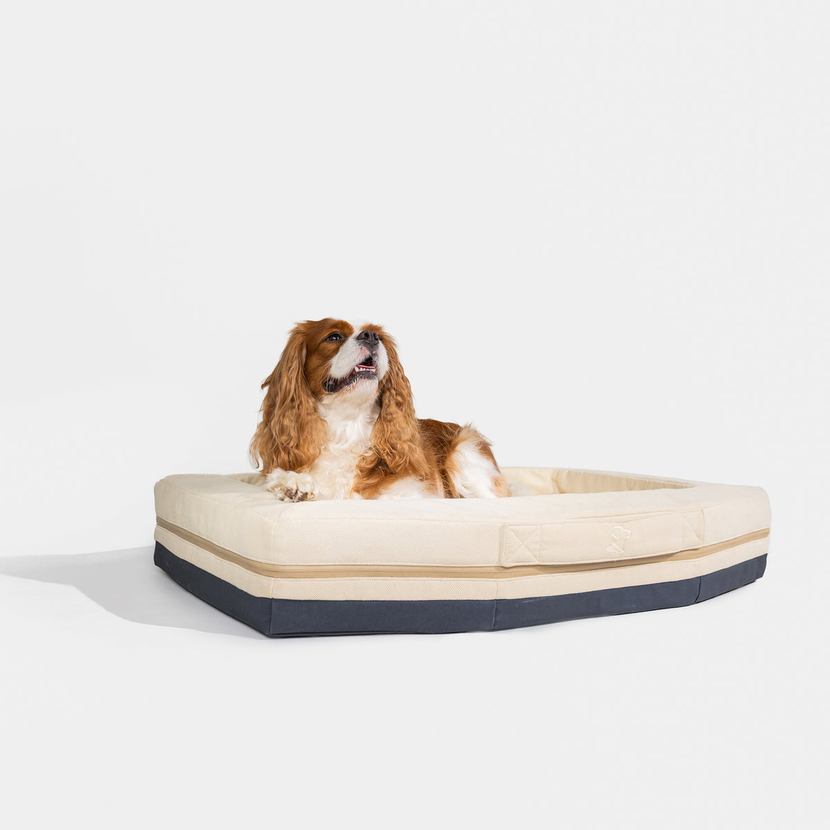 A brown and white Cavalier King Charles Spaniel lies on the GUNNER HOMESTEAD DOG BED Oak, featuring a cream surface and dark, durable base, looking up to the side against a plain white background.