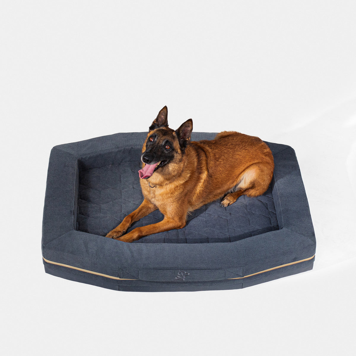 A brown Belgian Malinois relaxes alertly on the GUNNER HOMESTEAD DOG BED in Harbor Blue, a durable, easy-to-clean rectangular bed with raised edges, set against a white background.