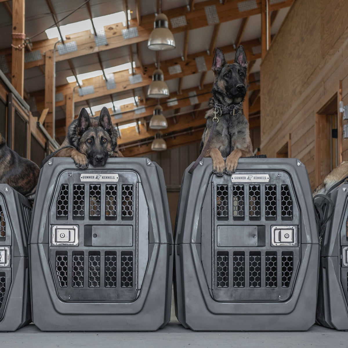 Two German Shepherds rest their front paws on a GUNNER G1™ KENNEL in gunmetal inside a well-lit wooden building with high ceilings and exposed beams.