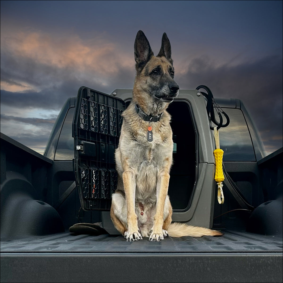 A German Shepherd sits alert in a truck bed at sunset, the GUNNER G1™ KENNEL - GUNMETAL open behind it and a yellow leash nearby. The dramatic sky sets the scene for heroes who save lives.