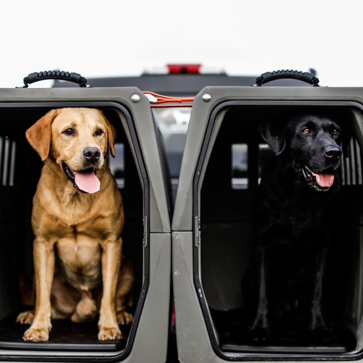 Two dogs, a yellow and a black labrador, sit contentedly with open mouths in separate GUNNER G1™ KENNEL - MOSSY OAK BOTTOMLAND GUNMETAL crates in the back of a vehicle, appearing safe and alert.