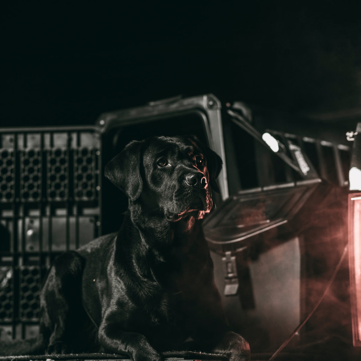 A black Labrador retriever lies in front of a vehicle with the GUNNER G1™ KENNEL - BLACK, a tough metal safe dog crate, illuminated by warm light and surrounded by darkness and a slight haze.