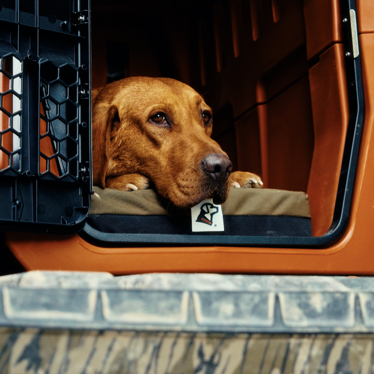 A brown working dog rests its head on a cushion inside a dog crate, looking out of the open door with a calm, thoughtful expression.