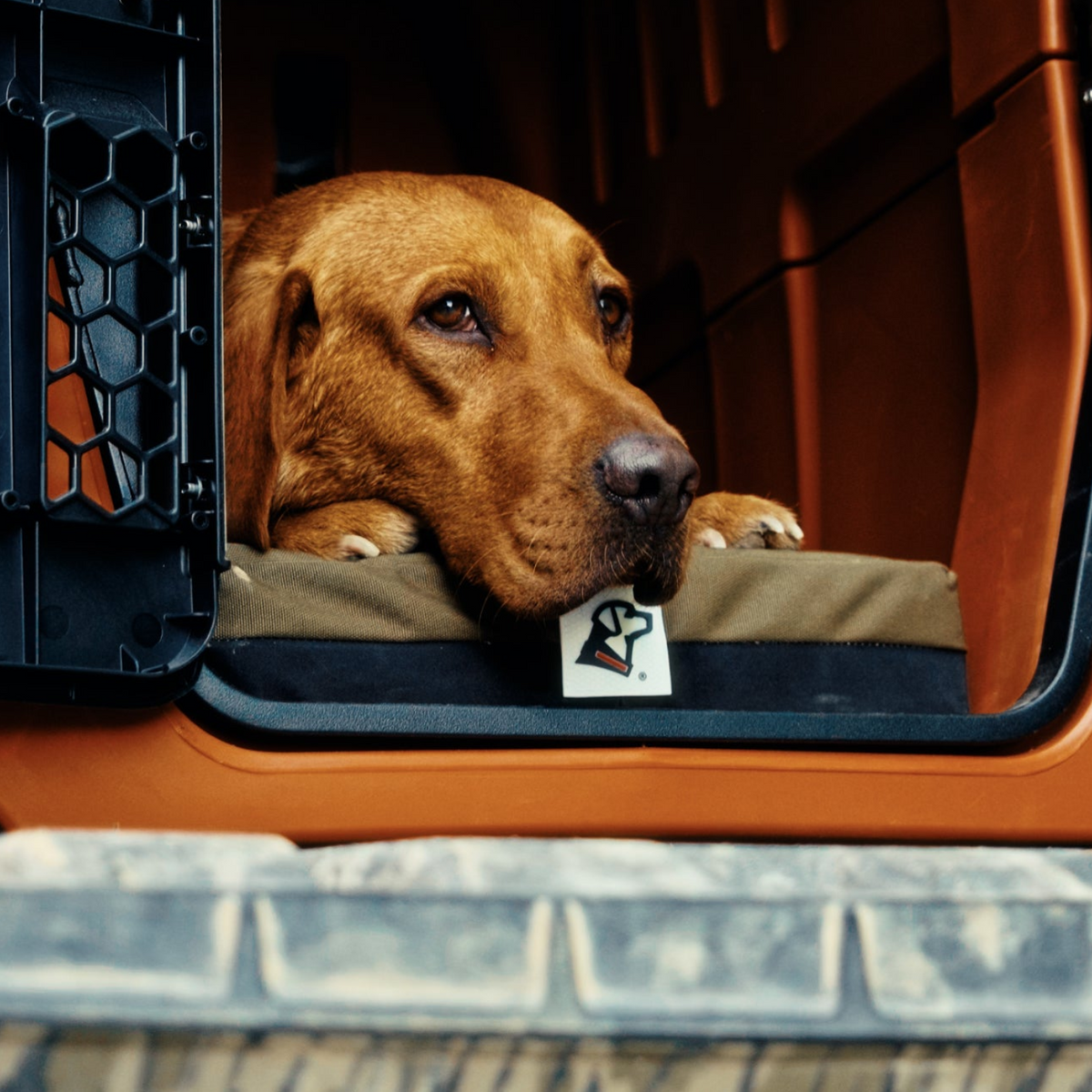 A brown hunting dog rests its head and paws on the edge of a cushion inside an open dog crate, looking out with a calm expression.