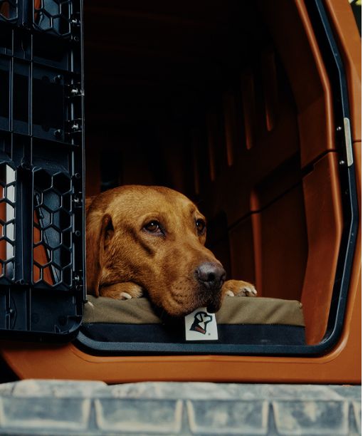 A brown hunting dog lies on a cushion inside an open kennel, resting its head and looking outside with a calm expression.