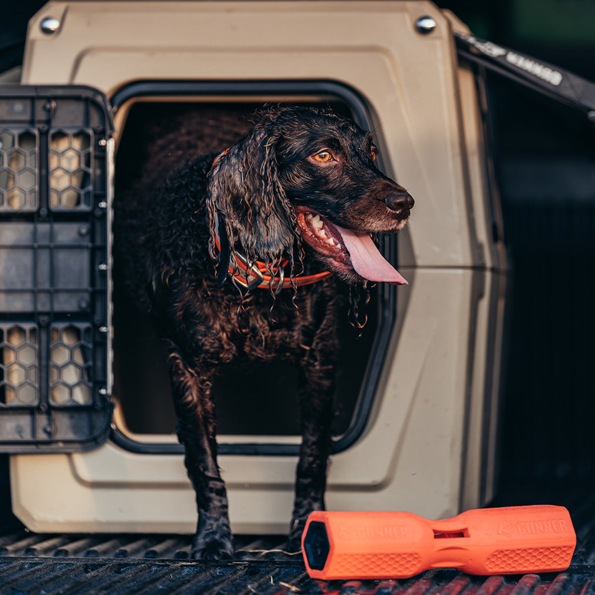 A wet, dark brown dog with its tongue out stands in the doorway of a tan GUNNER G1™ KENNEL - TAN/SHADOW GRASS crate. An orange chew toy sits nearby, making this the safest kennel choice for duck hunters and their eager companions.
