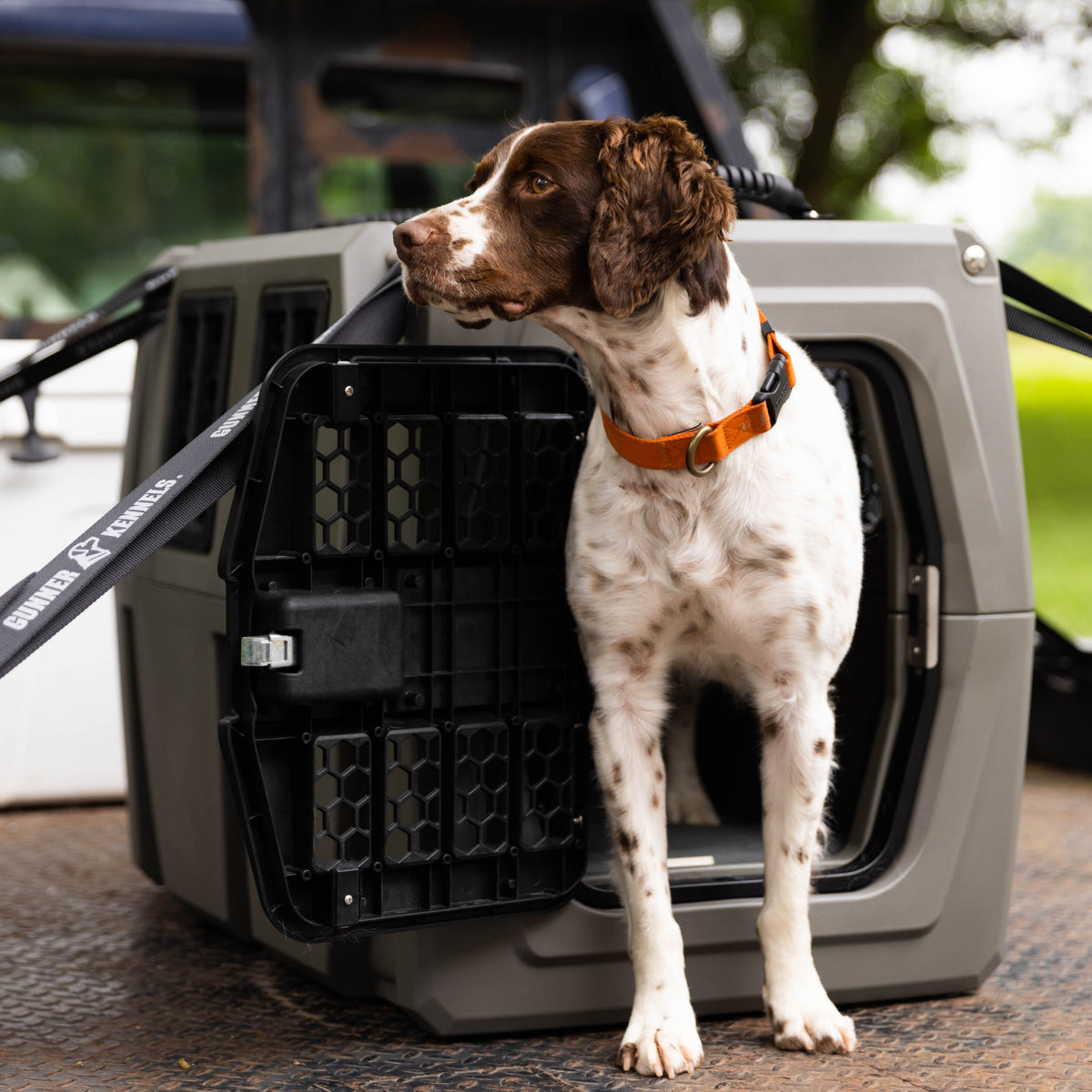 A brown and white dog with an orange collar stands with its front paws on the GUNNER G1™ Kennel - Mossy Oak Bottomland Gunmetal, looking left, at the back of a vehicle.