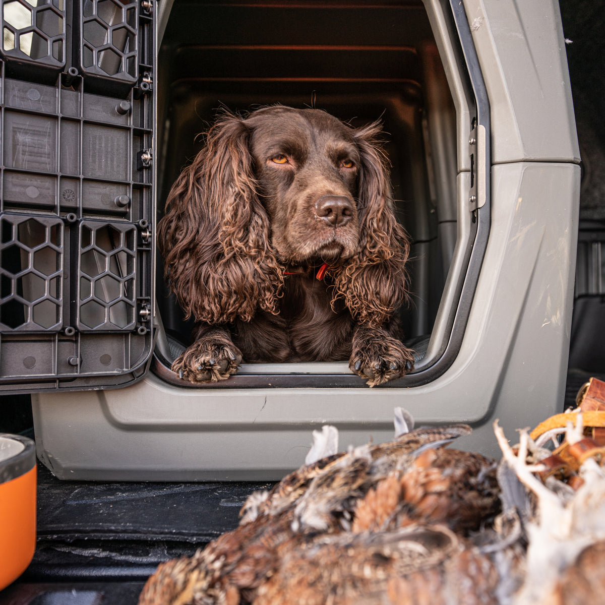 A brown, long-eared dog sits in the doorway of the GUNNER G1™ KENNEL - MOSSY OAK BOTTOMLAND GUNMETAL. Bird feathers and a bowl in the foreground hint at a hunting scene.