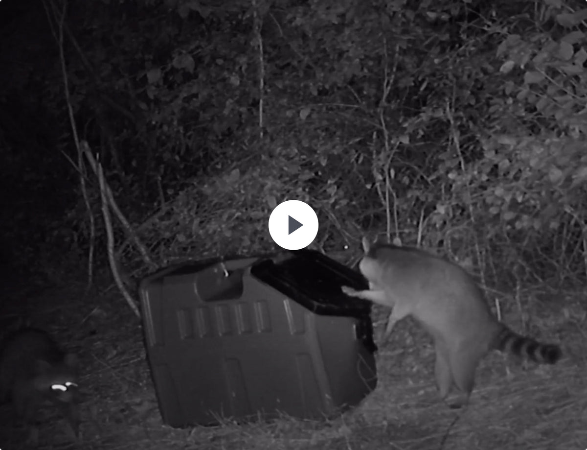 A nighttime trail camera photo shows a raccoon opening the lid of a large outdoor trash bin, while another with glowing eyes stands nearby. Dense foliage and scattered outdoor gear surround the scene, adding to the wild atmosphere.