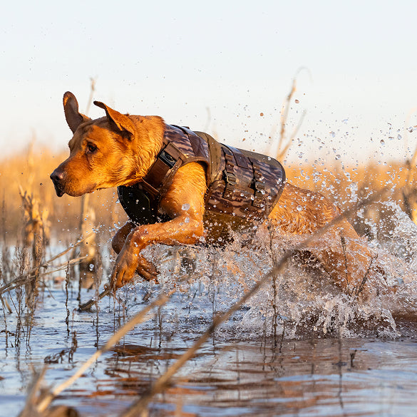 A brown dog wearing a camouflage vest energetically runs through shallow water, splashing as it moves, while showing off its reliable outdoor gear. Dry grass and reeds are visible around, with a clear sky in the background.