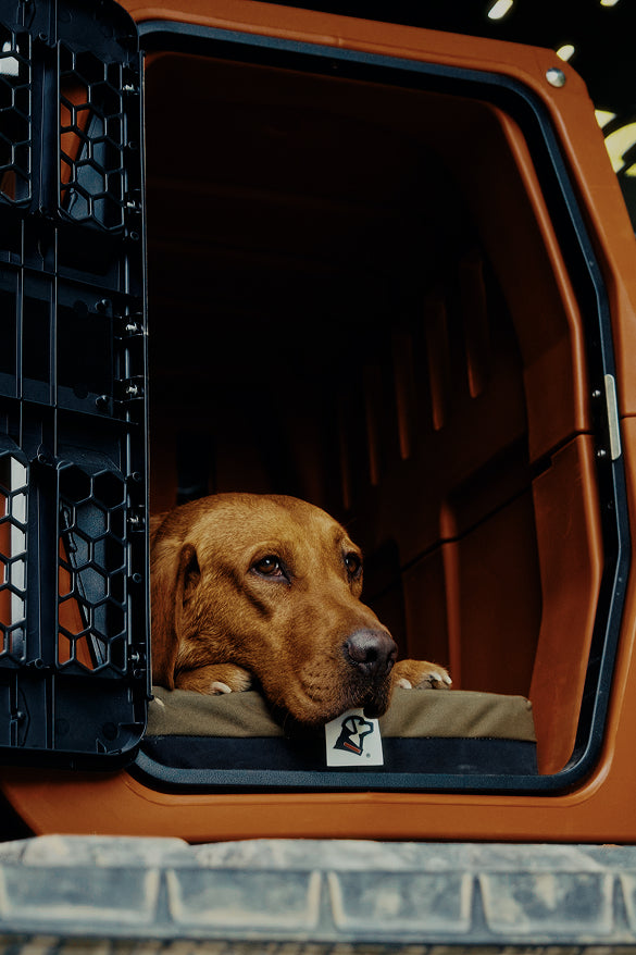 A brown dog lies on a cushion inside an open, orange dog crate, looking out with a calm expression.