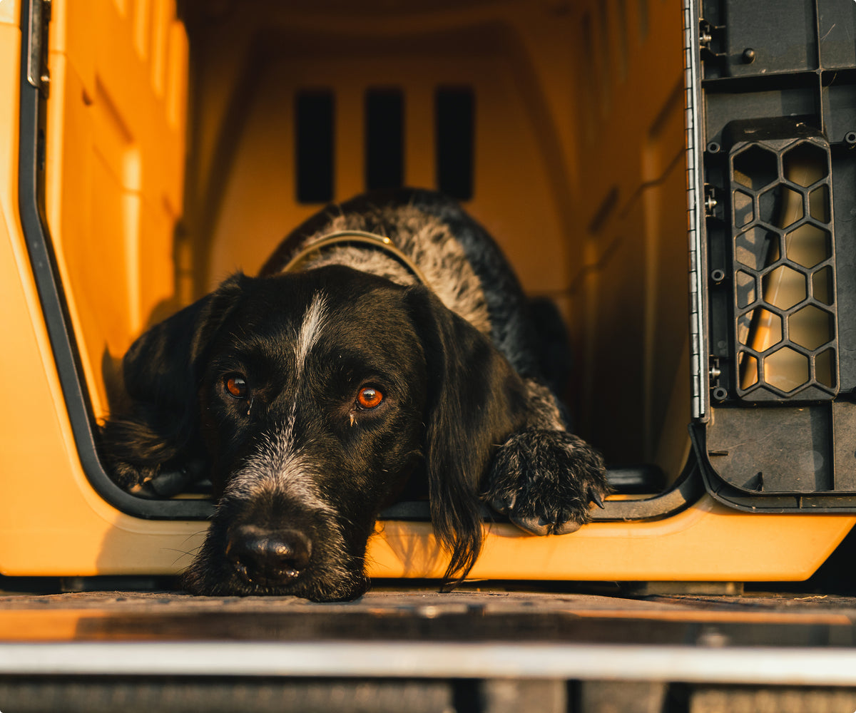 A black and gray working dog with expressive eyes lies down inside a yellow kennel, resting its head on the edge and looking outward.