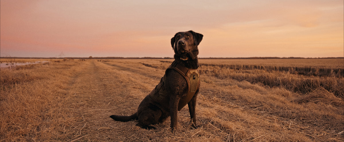 A chocolate labrador wearing outdoor gear sits on a dirt path surrounded by dry grass at sunset, with a pink and orange sky in the background.