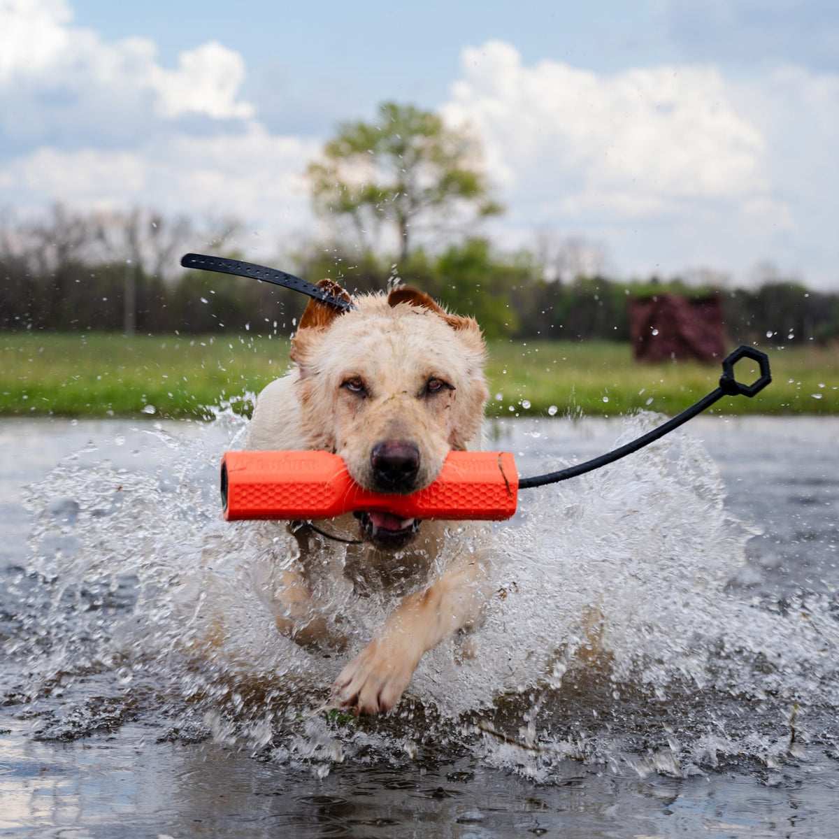 A wet yellow Labrador retriever, an eager hunting dog, runs through shallow water with an orange toy in its mouth, splashing water around, with green grass and trees in the background.