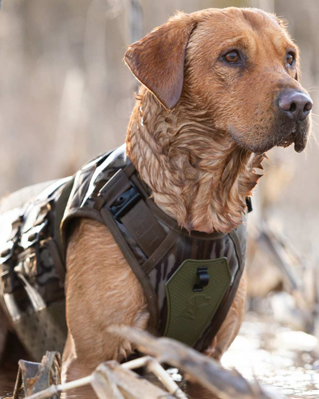 A hunting dog wearing a camouflage vest stands alert in shallow water, its fur wet and ears perked up, showcasing its readiness and outdoor gear.