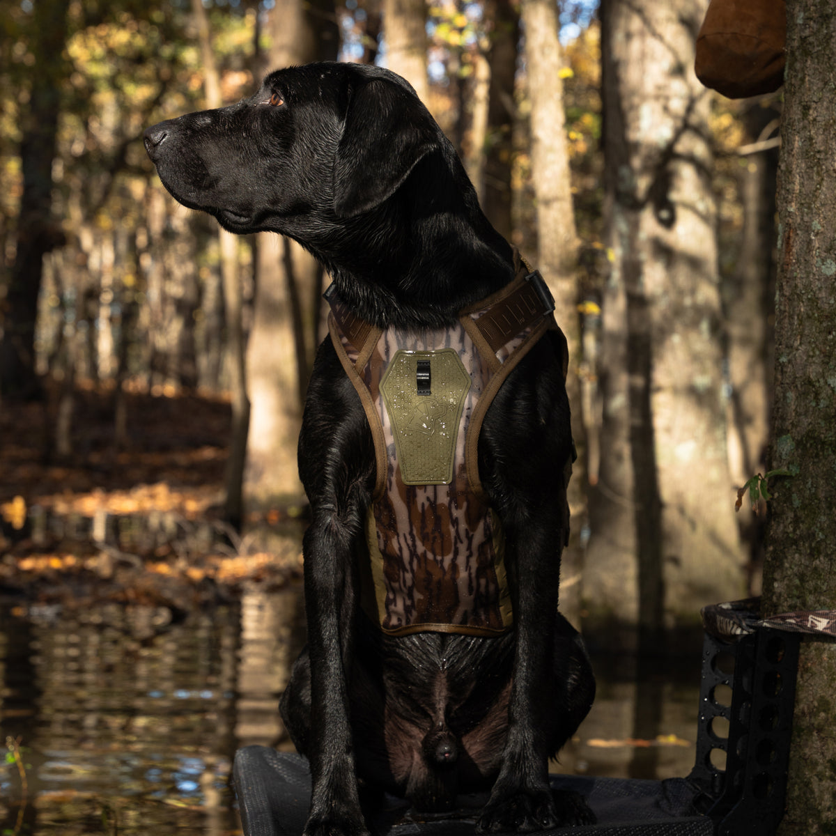A black Labrador wearing the GUNNER Waterfowl Dog Vest Mossy Oak Bottomland® with a 5-Layer Performance System sits alertly on a platform in a sunlit wooded area—an ideal dog hunting vest for outdoor adventures.