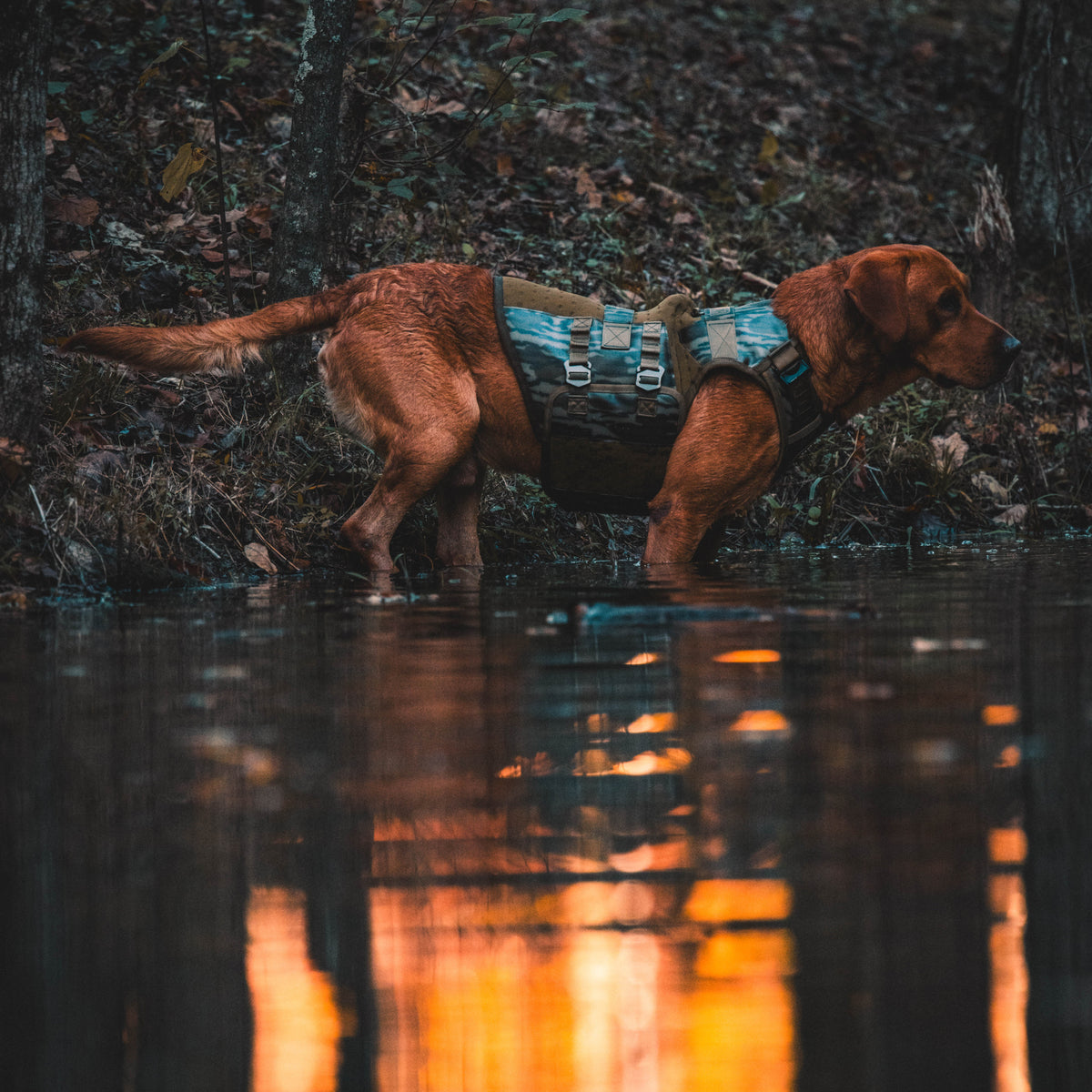A brown dog wearing the GUNNER Waterfowl Dog Vest in Mossy Oak Bottomland® stands in shallow water at sunset near the forest—perfectly showcasing this high-performance hunting vest.